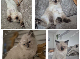 Pure breed Ragdoll Kittens