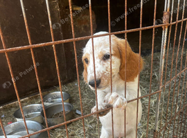 KC registered working cocker spaniel puppy