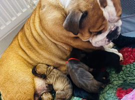 English bulldog x cocker spaniel puppies.