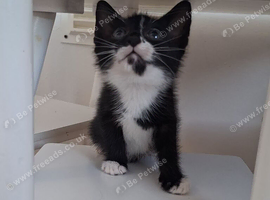 2 BOYS LEFT!..READY NOW 6 KITTENS!!