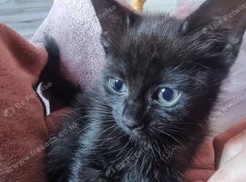 Kitten 12 weeks old