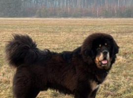 Beautiful puppies for sale