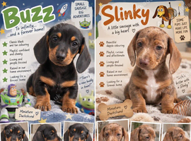 To infinity and beyond! 2 mini dachshund puppies left