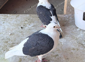 Black Sadle breeding pair with baby