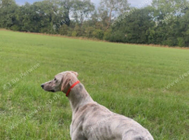 Saluki x dog