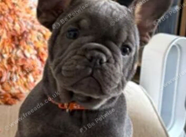 French-British bull dog mix