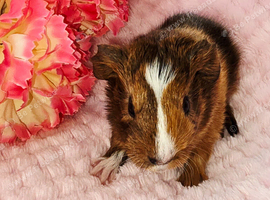 Baby sow available