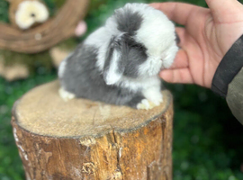 MINI LOP BABIES