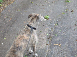 Deerhound x wolf hound