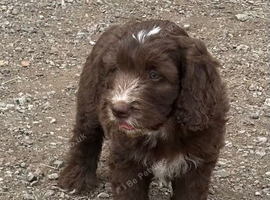 Chocolate cockapoo boy. Fully vet checked and 1st vaccs.