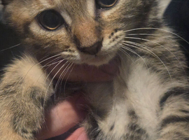 Last cute girl-kitten looking new home