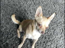 Chihuahua