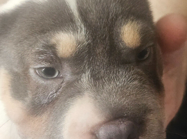 Frenchie