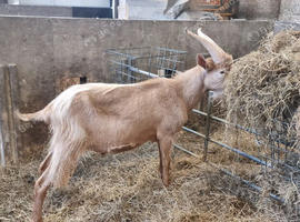 Golden Guernsey billy goat