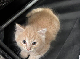 Mixed breed male kitten