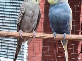 Breeding Pair of budgies