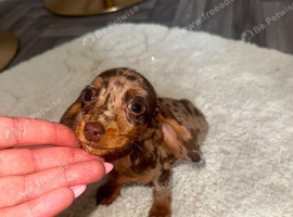 Dachshund puppy&rsquo;s