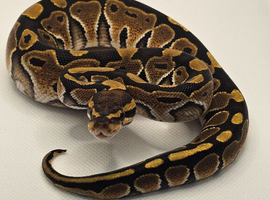 Special 100% het Axanthic TSK