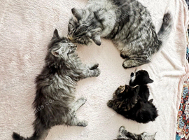 Kittens British longhair and An American Shorthair