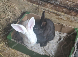 Female Flemish Giant
