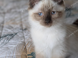 Gorgeous Seal Mitted Ragdoll Boy