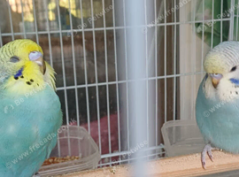 Two beautiful baby hens