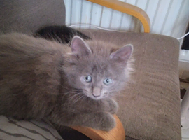 Two male kittens