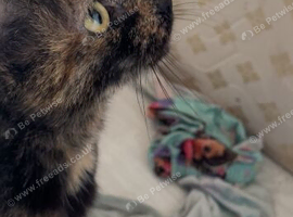 Two kittens