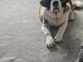 Saint Bernard for sale