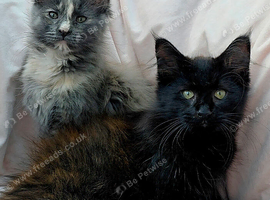 2 Female Maine Coon Kitten Cross