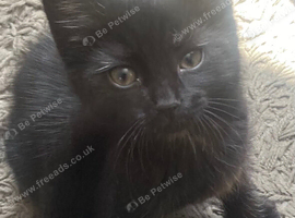 Kittens forsale