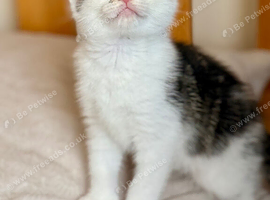 Adorable Kittens Looking for Loving Homes