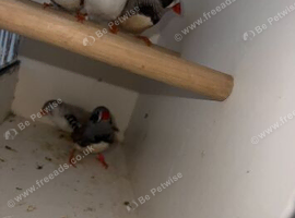 Zebra finch
