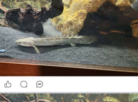 Bichirs for sale
