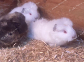 Swiss girls and boys available!