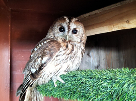 3 x Tawny Owls for Sale
