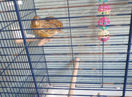 3 male canary