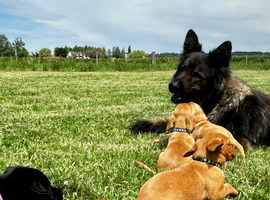 Beautiful Black & Red/Yellow Pure Breed Labrador Puppies For Loving Family/Working Homes