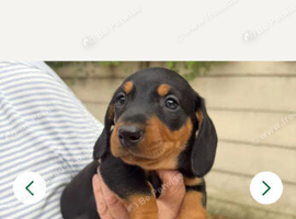 Female dachshund 9 weeks old
