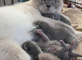 Stunning BSH kittens READY NOW!