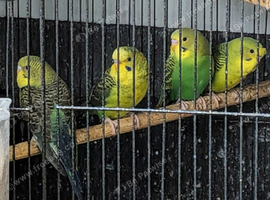 Green black wings