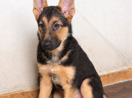 german shepherd puppies for sale ASAP!!