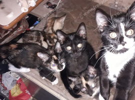 Georgours kittens looking for there forever homes