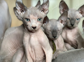 Amazing Sphynx