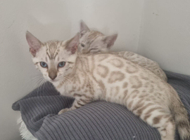 Pedigree bengal kittens