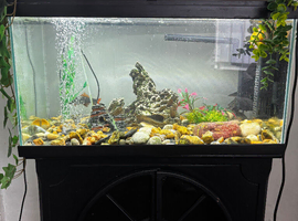 Fish tank with tropical fish