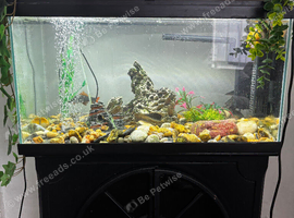 Fish tank with fish