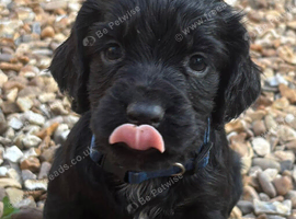 Cocker Spaniel Puppies