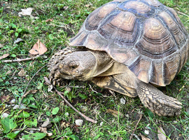 Sulcata tortoise