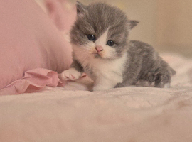 Stunning pedigree British short/longhair kittens